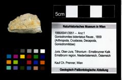 Foto (Objekt + Etikett) von Goniodromites bidentatus (Reuss, 1859)  (NHMW-GEO-1990-0041-3951)